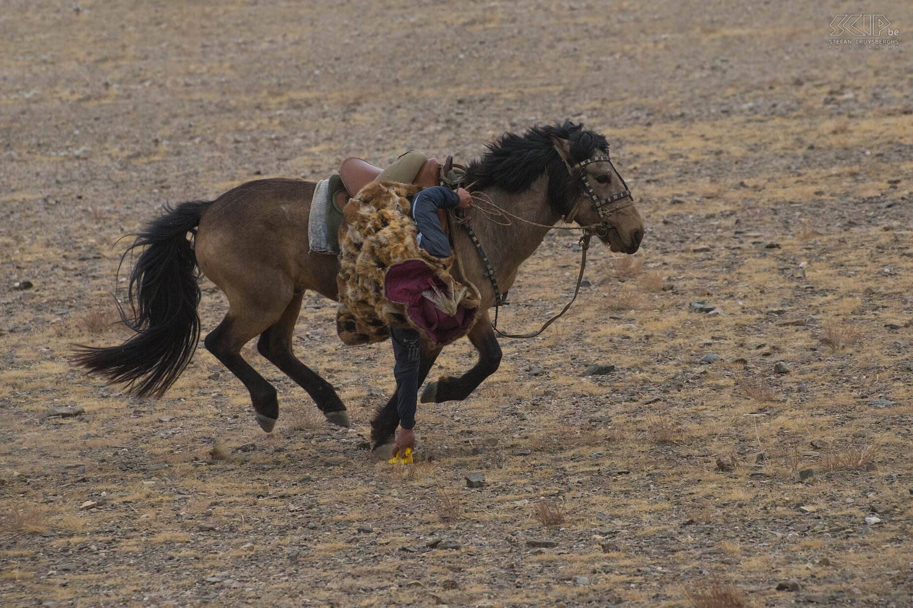 Ulgii - Golden Eagle Festival - Tenge Ily Another fascinating competition was ‘tenge Ily’; grabbing an object from the ground while riding on a horse. Each horse rider had to grab 3 yellow objects as fast as possible. Stefan Cruysberghs